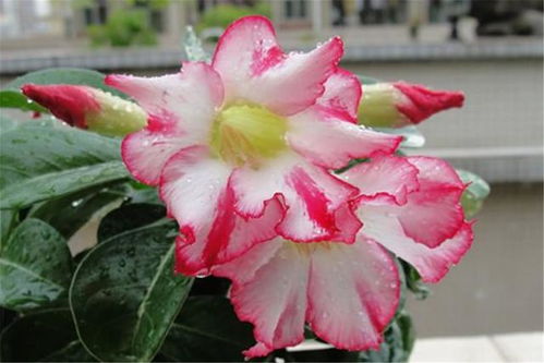 第二步：挖坑， 就像挖个洞洞一样简单