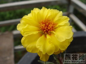 向日葵，阳光、信念、忠诚