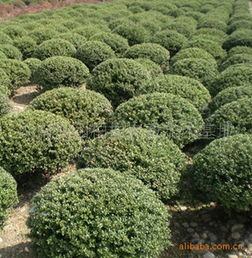 别名：豆瓣冬青、 龟背冬青