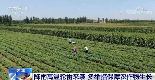 绿萝肥料选择时如何根据绿萝生长阶段和土壤状况