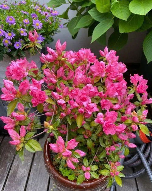 杜鹃花花期，那啥时候开啊？