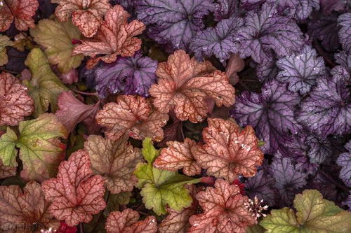 五彩斑斓的颜色