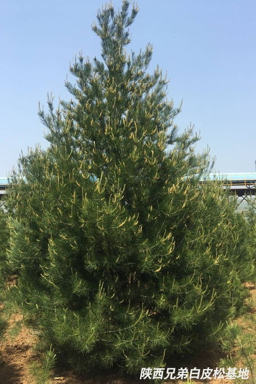 白皮松的行情如何