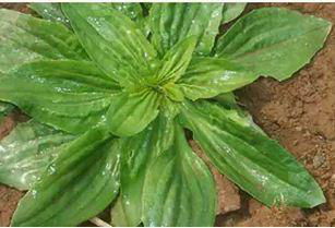 车前草籽：庭院种植的神秘“生存大师”