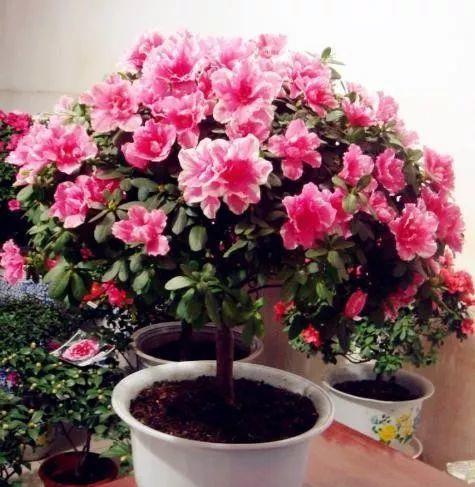 杜鹃花怎么养才能让它开花多又好看