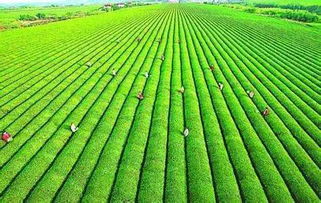 十字苔草：从药用宝库到农业新宠