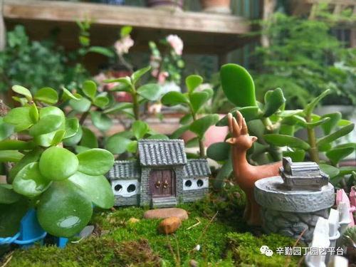 阳台党和地主老财要的可不是同一种草！去年我在6楼阳台试种高羊茅， 后来啊长成窜天猴差点遮住窗户，这才悟出真理...