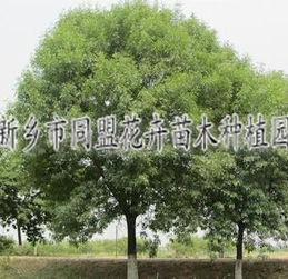 抗癌花卉和可食用药用花草树木