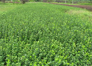 探索耐寒常绿花木的魅力