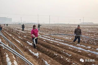 播种技巧，不可忽视