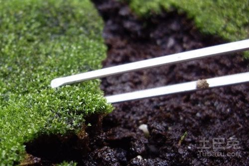 花卉种植的泥炭土秘籍