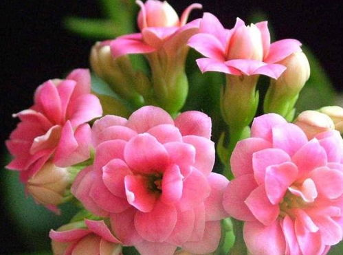 长寿花扦插的最佳时间是哪个月份？