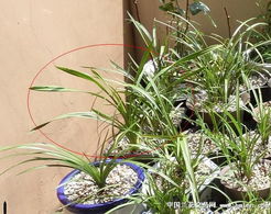 大花惠兰复花难题，揭秘背后的真相！