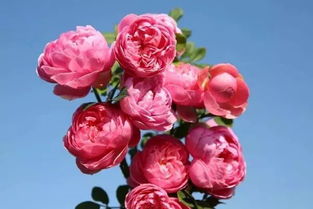 桃香月季的香气四溢