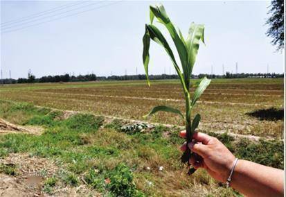 施药不当， 玉米心儿dou苦