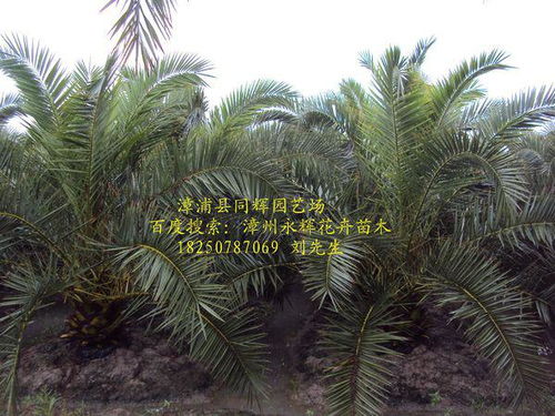 樟树、榕树、凤凰树，各有特色