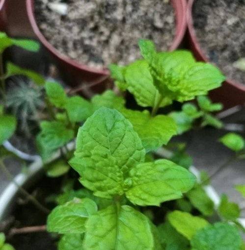 薄荷种子发芽后小苗怎么养？如何让它们茁壮成长