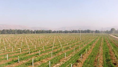 伊川养殖大户的混种经验