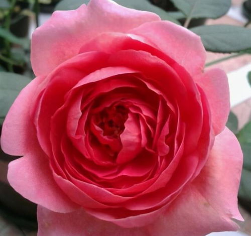 藤本月季哪个品种好？经典品种大盘点