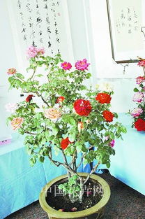 嫁接大军出动， 月季树变脸记