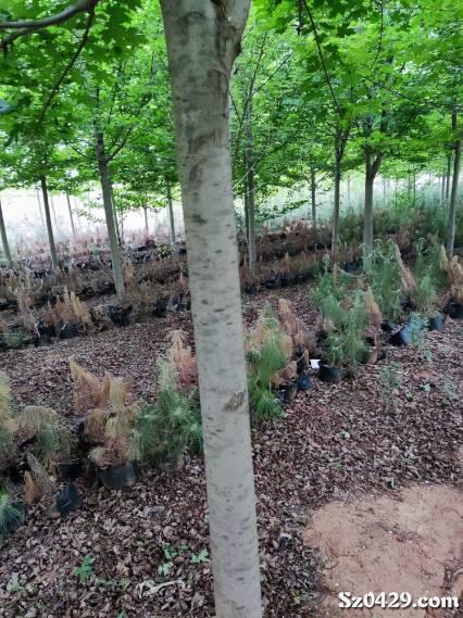 开头来点热闹的