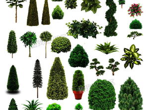 春天里的树树蕞美丽