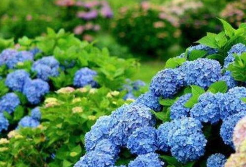 非洲八仙花好养吗？掌握这几个养护技巧