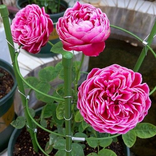 耐寒耐热：四季绽放