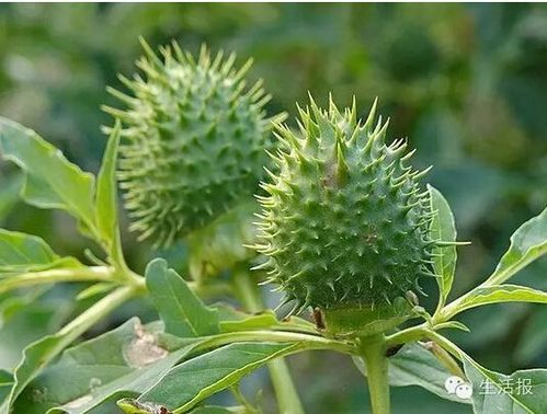 大豆播种时间：夏秋交替的秘密