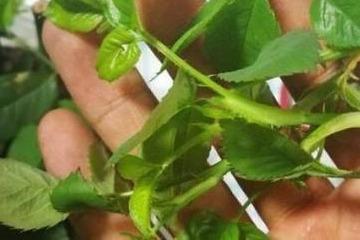 月季扦插，这么简单的事？kankan我是怎么搞定的！