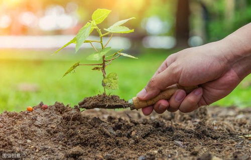 腐植酸+海藻酸：黄金组合，让根系增重58%