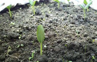 无花果从发芽到结果，经历生长、开花、授粉、成熟等阶段