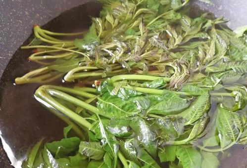 四、 香椿，嫩芽鲜美，营养丰富