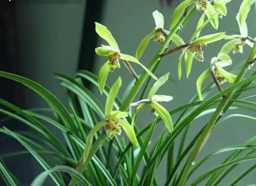 兰花：冬天里的清凉使者