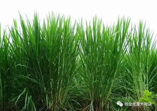 **光卖草嫩挣几个钱？**