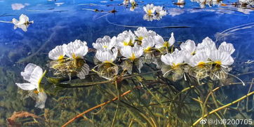 花在水中烂，水质问题