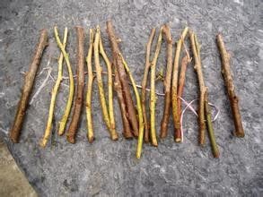 杀菌工作， 不可忽视