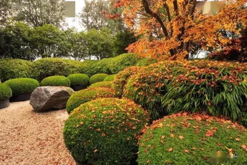 球灌木的命名趣事