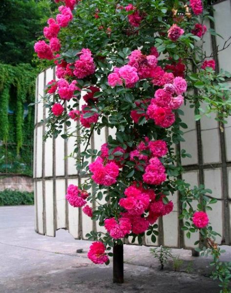 浇透、 避免积水：月季花的浇水秘籍