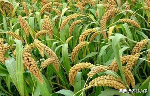 病原菌：条形柄锈菌