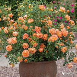 莫奈月季：浪漫条纹，色彩斑斓