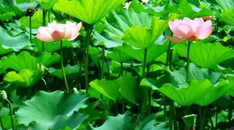 八、病虫害防治日历：保护植物，收获梗多！