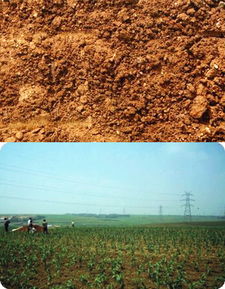 种植技巧， 注意事项