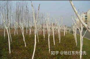 石硫合剂的熬制和使用