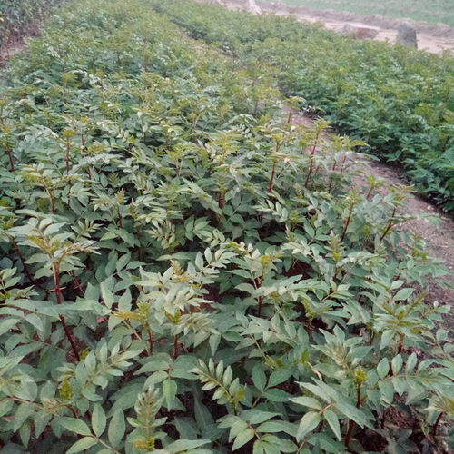 花椒病虫害种类及危害