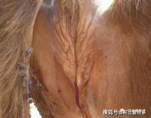 牛肠子堵塞和从牛腚掉出，快速治疗方法是什么？