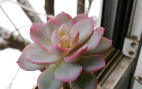 多肉“水胖球”，不浇更美！