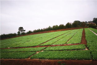 河北基地的水肥管理