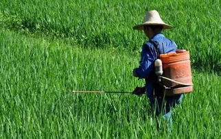 豆类作物种植：农药使用现状