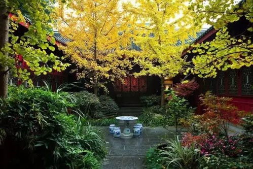 胶东卫矛：果实挂到春节， 驱鸟又省钱